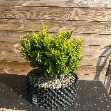 Buis commun (Buxus semperviens)
