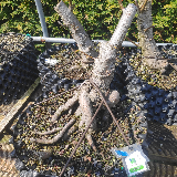 Liquidambar (Liquidambar styraciflua)