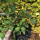 Pommier sauvage (Malus sylvestris)