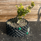 Buis commun (Buxus semperviens)