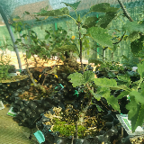 Sorbier Torminal (Alisier) (Sorbus torminalis)