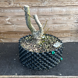 Liquidambar (Liquidambar styraciflua)