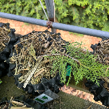 Genévrier de chine (Juniperus chinensis)
