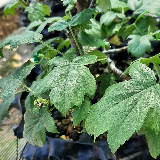Sorbier Torminal (Alisier) (Sorbus torminalis)