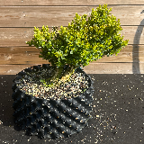 Buis commun (Buxus semperviens)