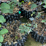 Pommier sauvage (Malus sylvestris)