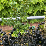 Buis commun (Buxus semperviens)