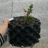 Buis commun (Buxus semperviens)