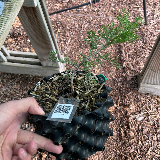 Genévrier de chine (Juniperus chinensis)