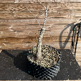 Liquidambar (Liquidambar styraciflua)