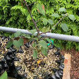 Pommier sauvage (Malus sylvestris)