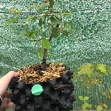 Érable champêtre (Acer campestre)