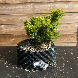 Buis commun (Buxus semperviens)