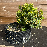 Buis commun (Buxus semperviens)