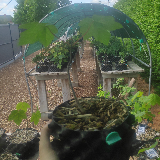 Érable sycomore (Acer pseudoplatanus)