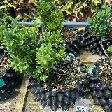 Buis commun (Buxus semperviens)