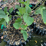 Pommier sauvage (Malus sylvestris)