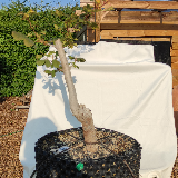 Érable champêtre (Acer campestre)