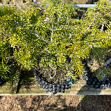 Sapin pectiné (Abies alba)