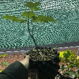 Érable sycomore (Acer pseudoplatanus)