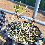 Orme champêtre (Ulmus minor)