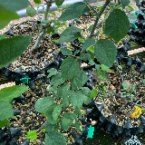 Pommier sauvage (Malus sylvestris)