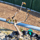 Orme champêtre (Ulmus minor)