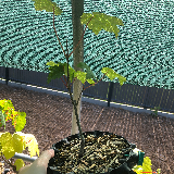 Érable sycomore (Acer pseudoplatanus)