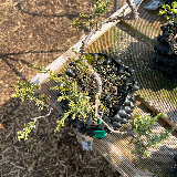 Genévrier commun (Juniperus communis)
