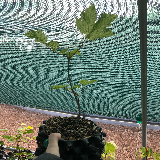 Érable sycomore (Acer pseudoplatanus)