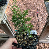 Genevrier de chine « itoigawa » (Juniperus chinensis « itoigawa »)