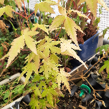 Érable palmé (Acer palmatum)