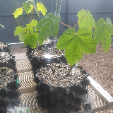 Érable sycomore (Acer pseudoplatanus)
