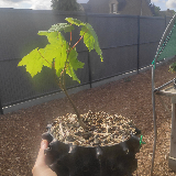 Érable sycomore (Acer pseudoplatanus)