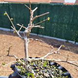 Orme champêtre (Ulmus minor)