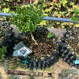 Buis commun (Buxus semperviens)