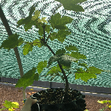 Érable sycomore (Acer pseudoplatanus)