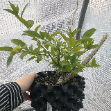 Fusain d'europe (Euonymus europaeus)
