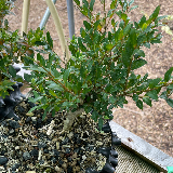 Buis commun (Buxus semperviens)