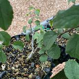 Pommier sauvage (Malus sylvestris)