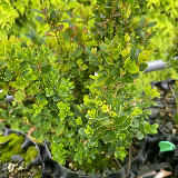 Buis commun (Buxus semperviens)