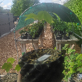 Érable sycomore (Acer pseudoplatanus)