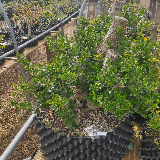 Troène de californie panaché doré (Ligustrum ovalifolium aureum)