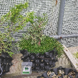 Genévrier de chine (Juniperus chinensis)