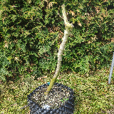 Érable champêtre (Acer campestre)