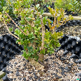 Buis commun (Buxus semperviens)