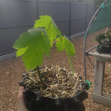 Érable plane (Acer platanoides)