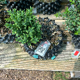 Buis commun (Buxus semperviens)