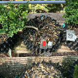Buis commun (Buxus semperviens)