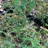 Genévrier commun (Juniperus communis)